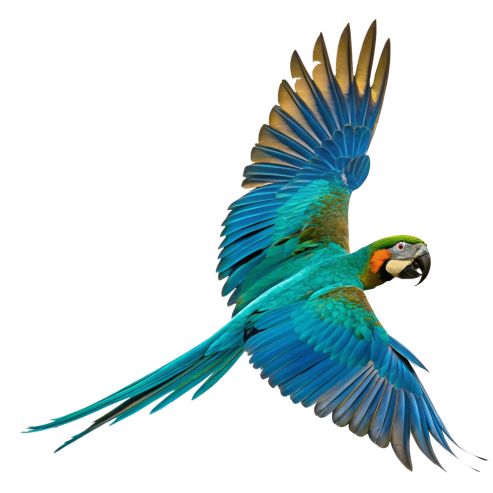 Stunning Blue and Gold Macaw in Flight against Black Background a Vibrant Display of Tropical Bird Beauty png
