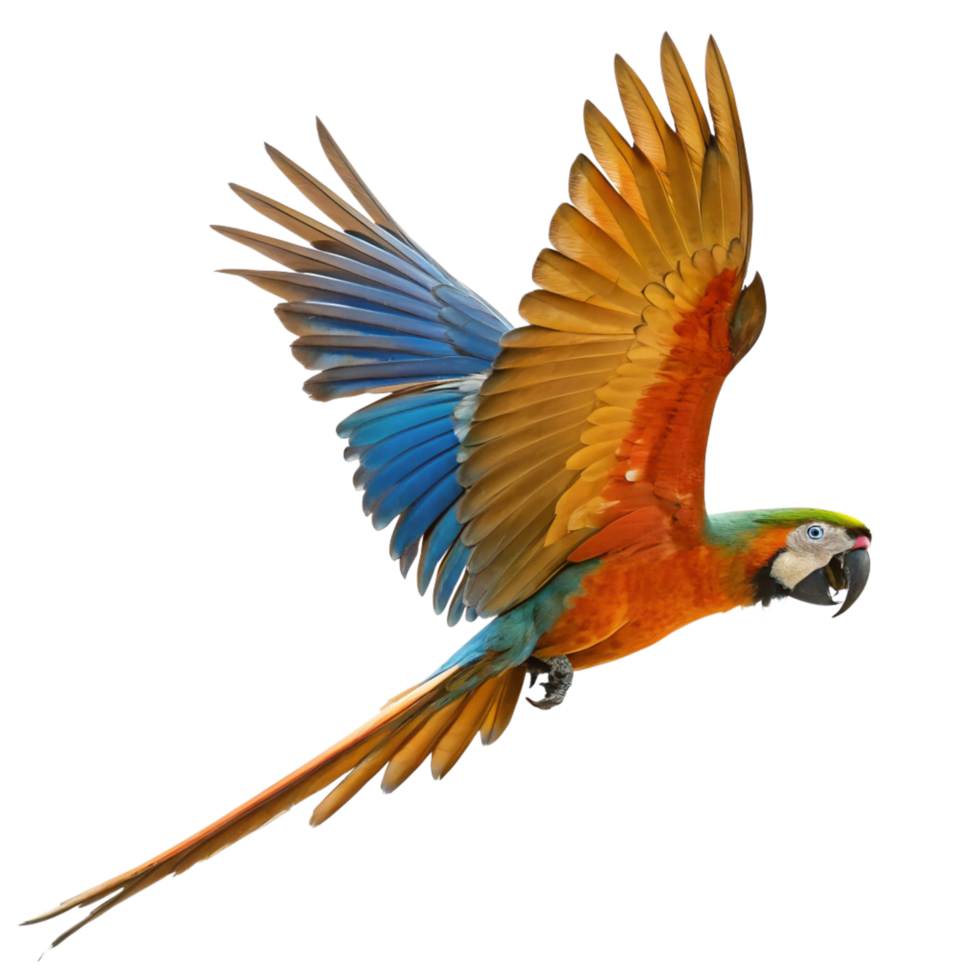 Scarlet Macaw in Flight Against Black Background png