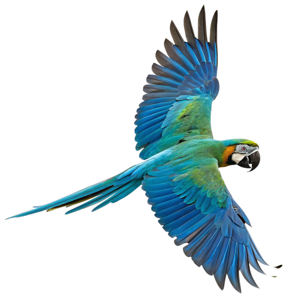 A Stunning Blue and Green Macaw in Flight Against a Black Background png