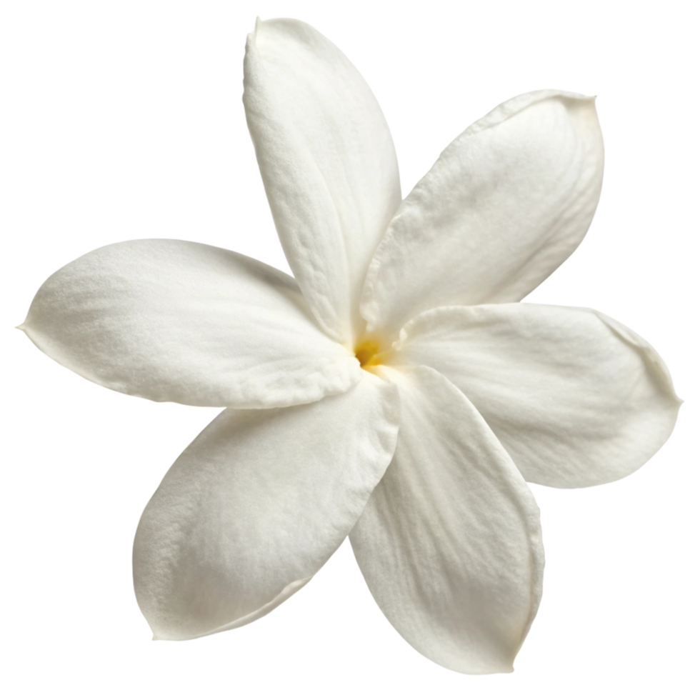 Closeup of a Single Exquisite White Jasmine Blossom Isolated on Black Background png