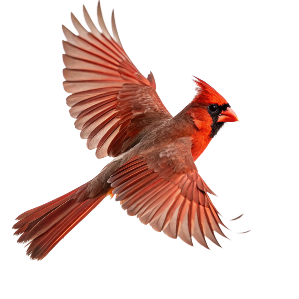A Stunning Image of a Male Northern Cardinal in Flight with Wings Spread Wide Against a Black Background png