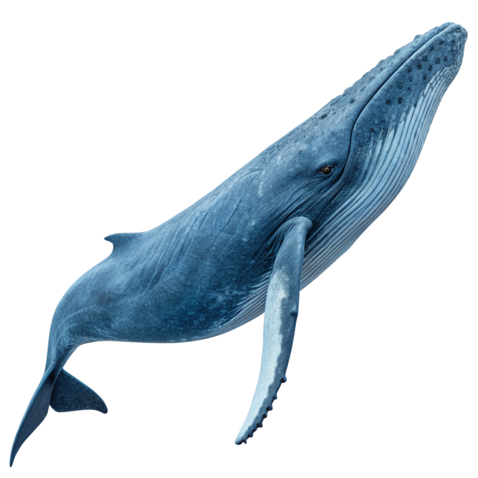 Stunning Humpback Whale Breaching the Surface in a Dark Ocean png