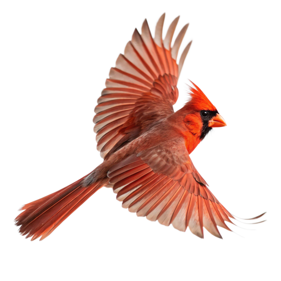 Stunning Northern Cardinal in Flight Wings Spread Wide Vibrant Red Feathers Black Background png