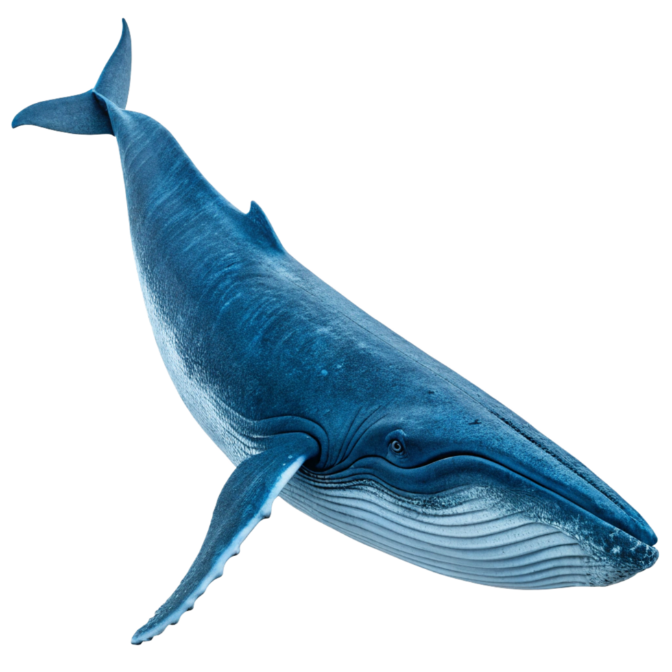 Stunning Underwater Image of a Pygmy Blue Whale Swimming in the Ocean Depths png