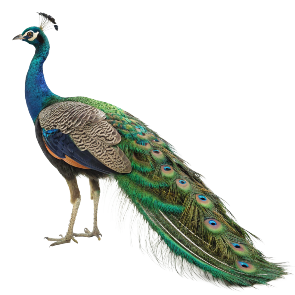 A Indian Peafowl Displaying its Vibrant Plumage Against a Black Background png