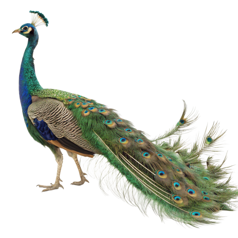Majestic Peafowl Displaying Vibrant Train Feathers Against Black Background png