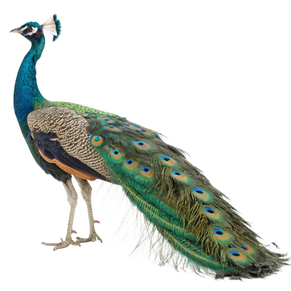 Indian Peafowl Displaying Vibrant Train Feathers Against Black Background png