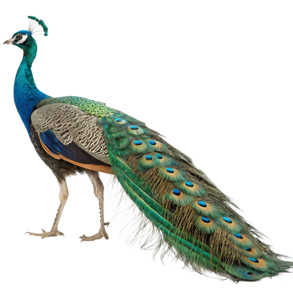 Majestic Indian Peafowl Displaying its Exquisite Train Feathers png