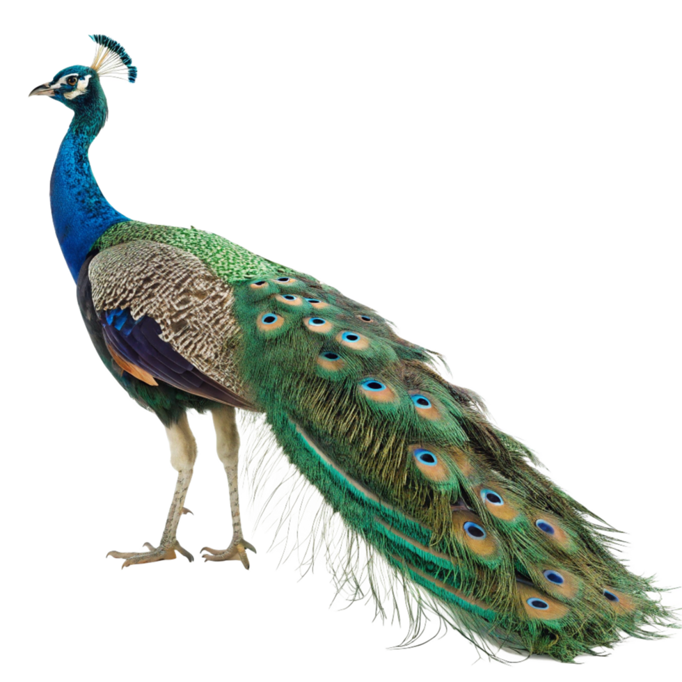 Stunning Indian Peafowl Displaying its Vibrant and Exquisite Plumage Against a Black Background png