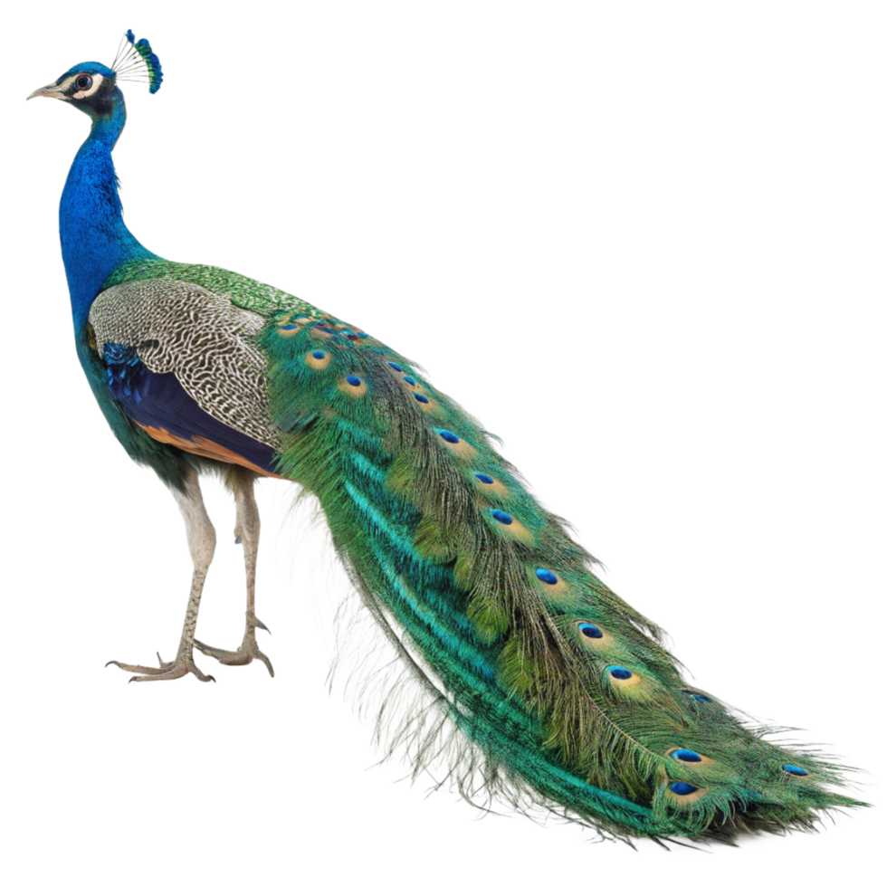 A Majestic Indian Peafowl Displaying its Vibrant Train Feathers png