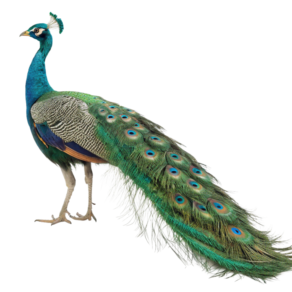 A Stunning Indian Peafowl Displaying its Majestic Train of Vibrant Green and Blue Feathers png