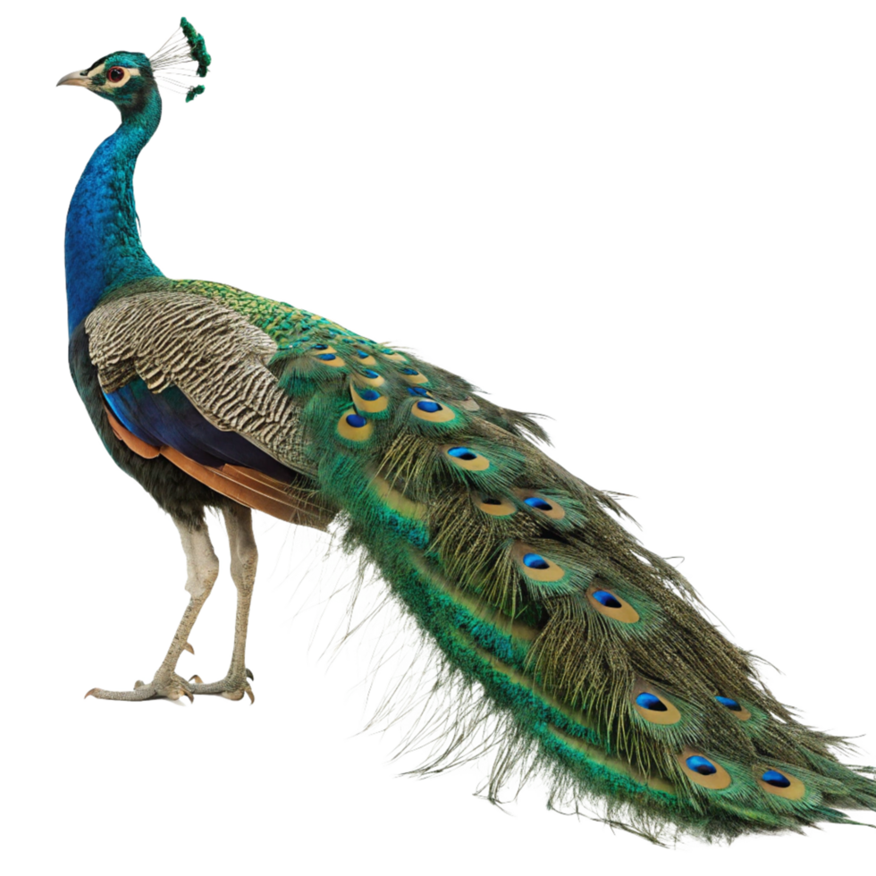 Majestic Indian Peafowl with Vibrant Blue and Green Plumage Displaying its Exquisite Train Feathers png