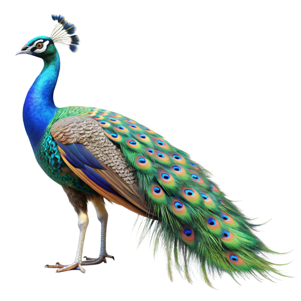 A Vibrant Male Indian Peafowl Displaying its Majestic Plumage against a Black Background png
