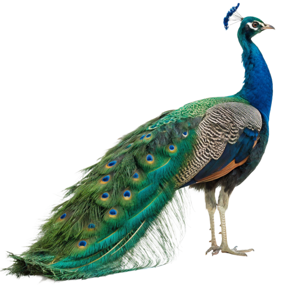 Majestic Indian Peafowl Displaying Vibrant Plumage Against Black Background png