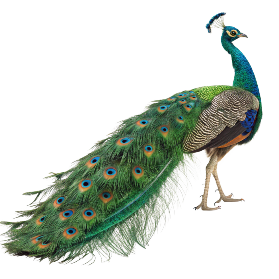 A Majestic Indian Peafowl Displaying its Vibrant and Exquisite Tail Feathers png