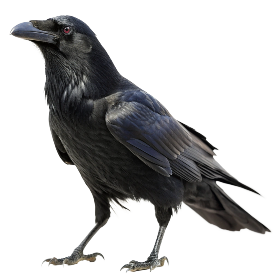 Majestic Raven Bird with Dark Plumage and Intense Red Eyes png