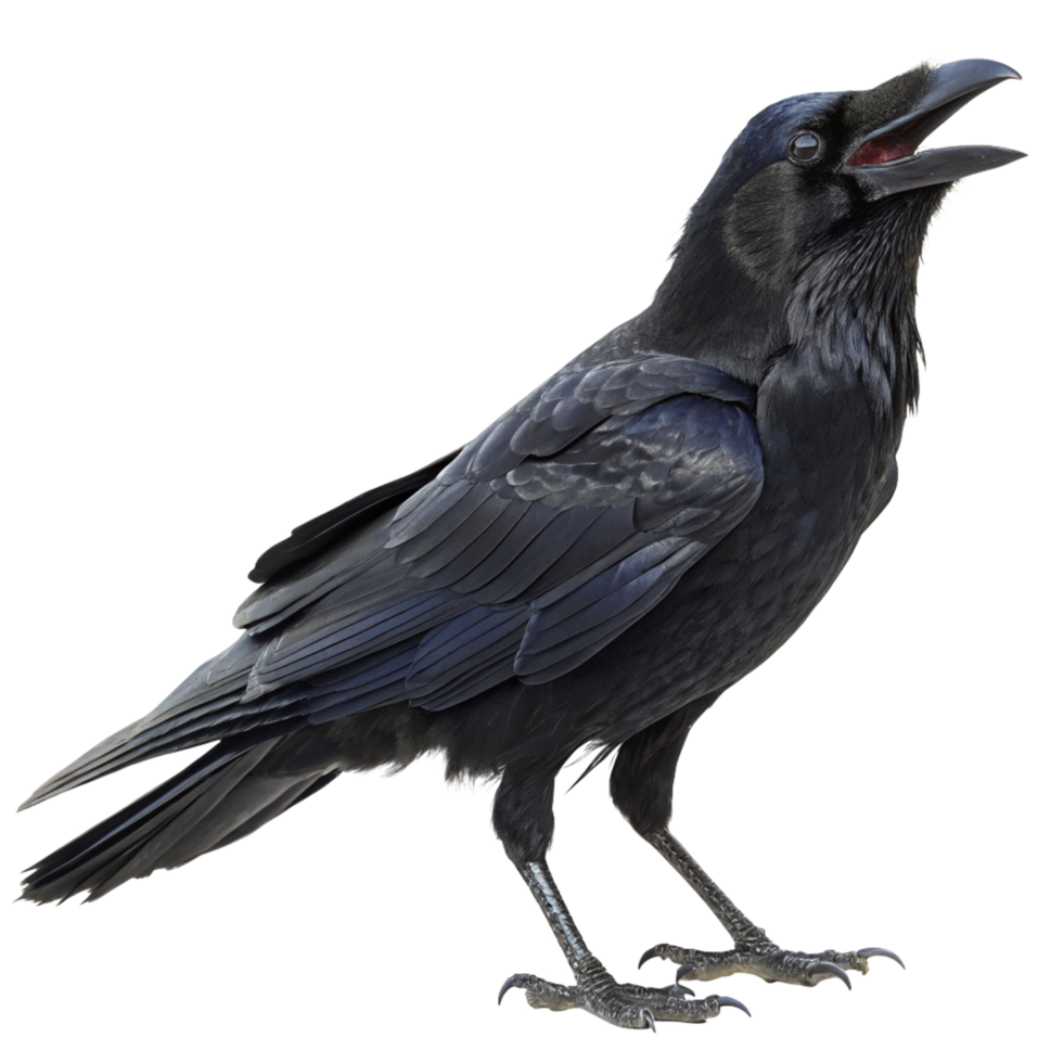 A Majestic Raven in Profile View Open Mouth Black Feathers png
