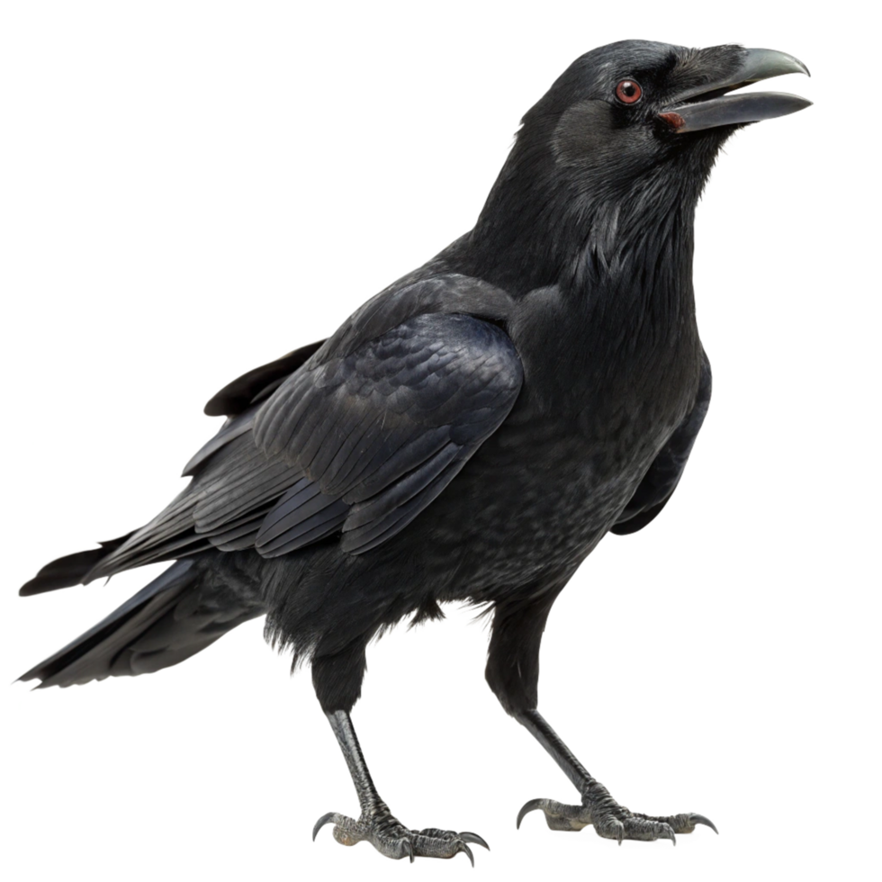 A Majestic Black Raven Isolated on Black Background Detailed Closeup Profile View png