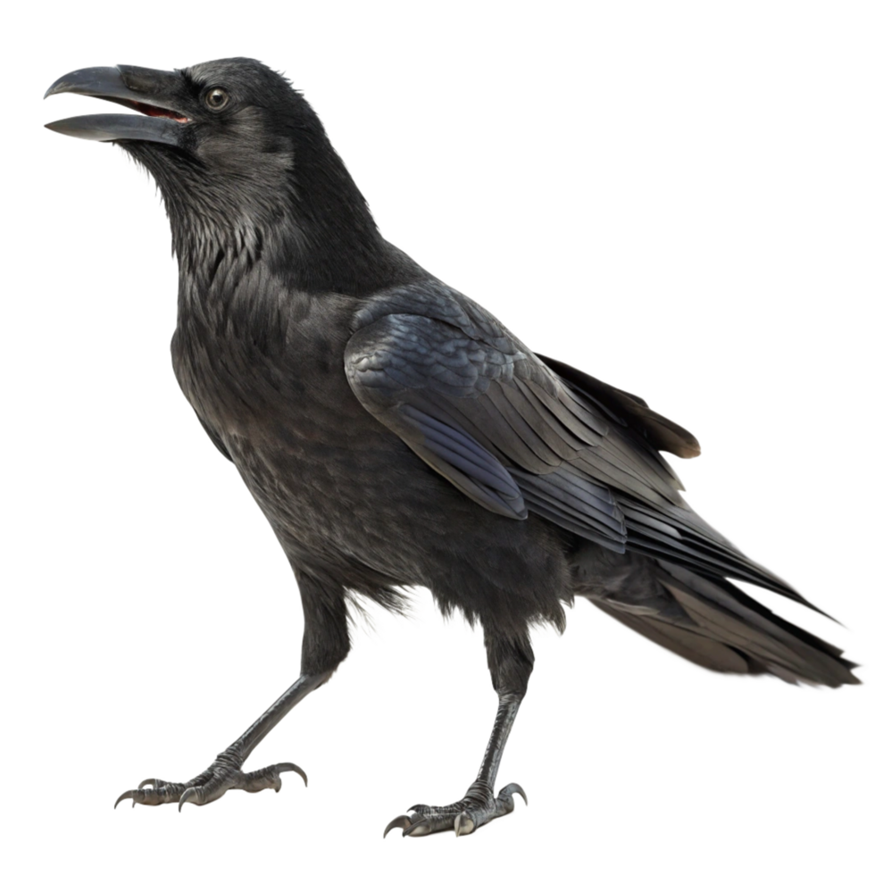 A majestic black raven with its beak open wide a stunning profile view against a black background showcasing its dark feathers and sharp talons png
