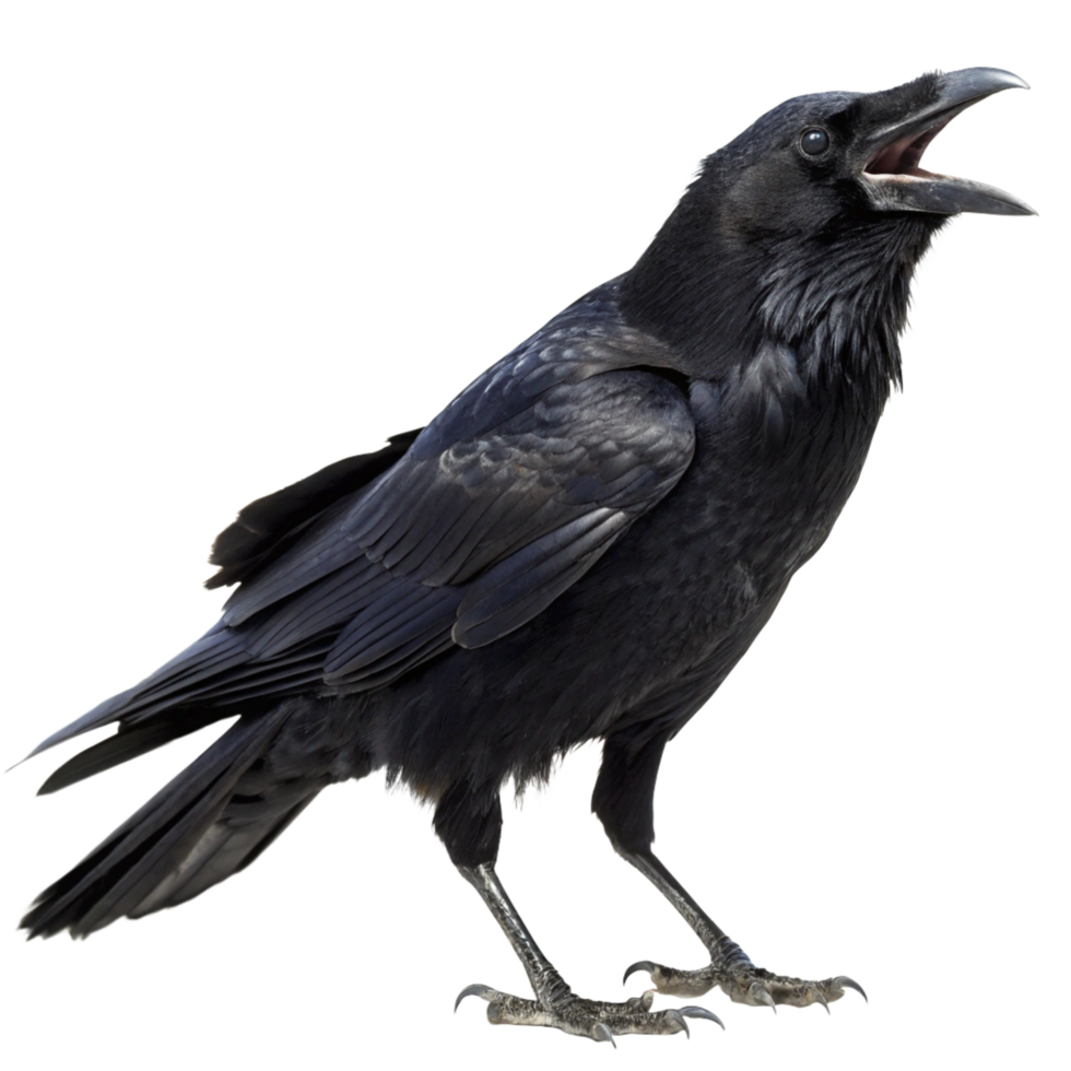A Majestic Black Raven with Open Mouth Against a Black Background png