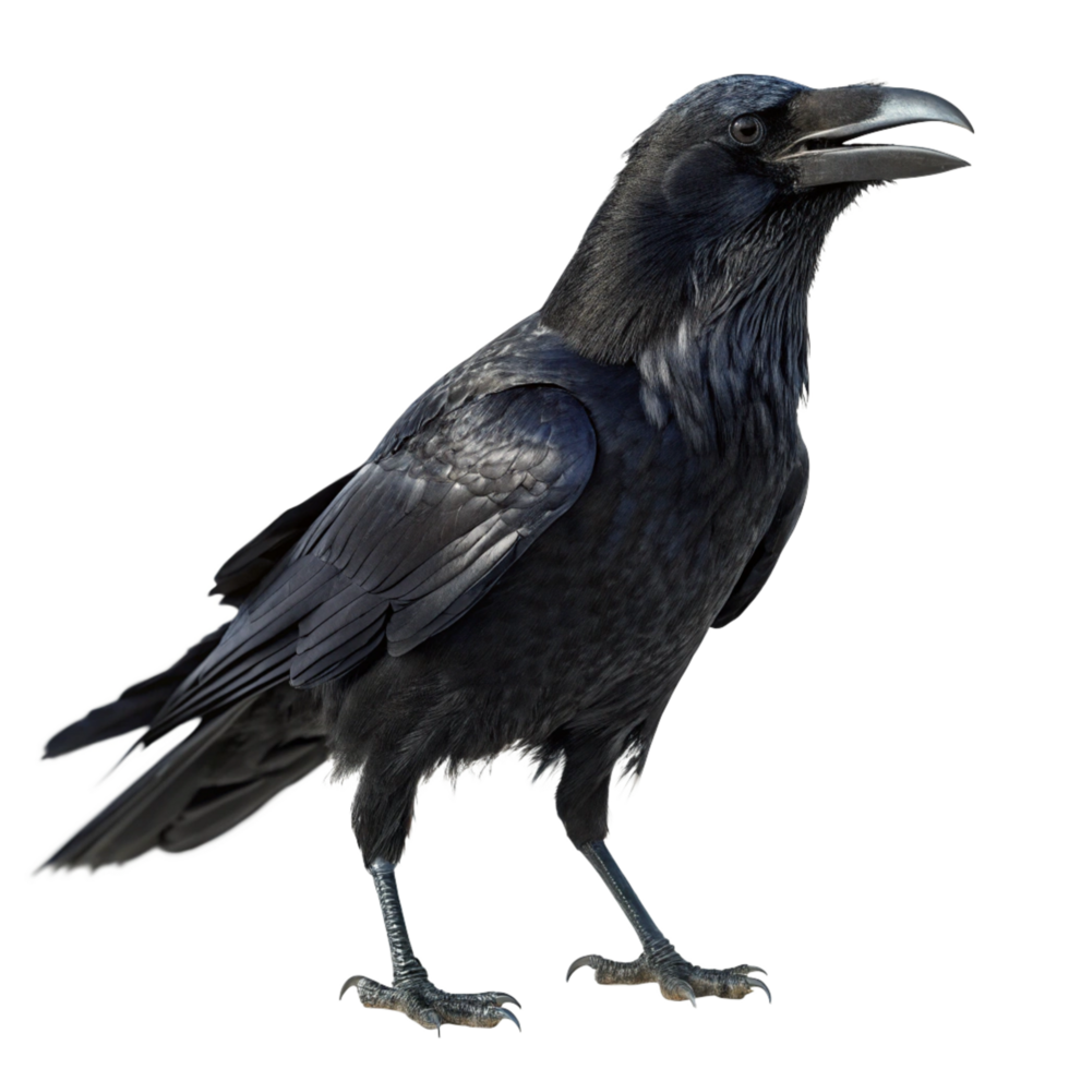 Majestic Raven in Profile View Against Black Background A Stunning Closeup of a Black Raven png