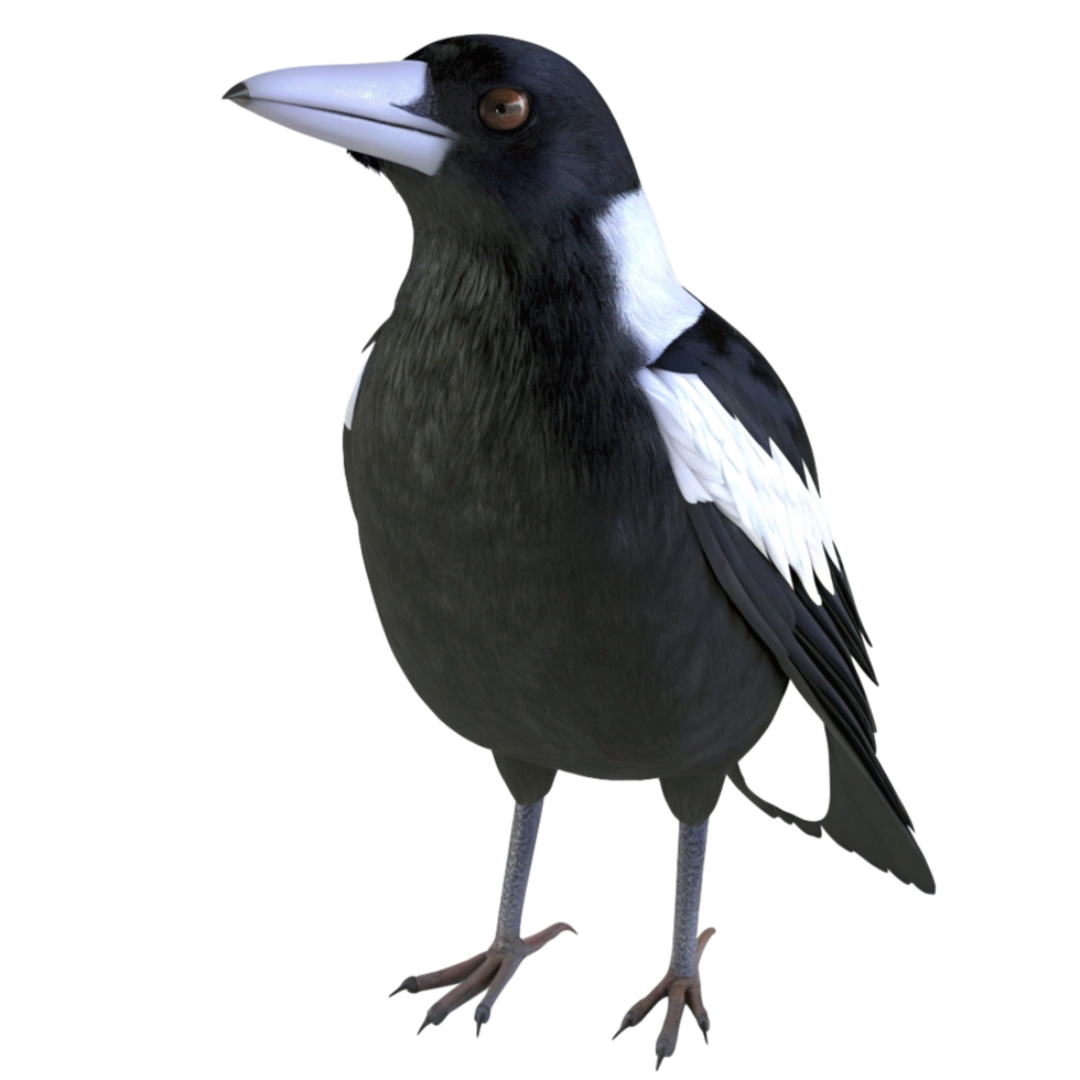 A Stunning 3D Render of an Australian Magpie Bird png