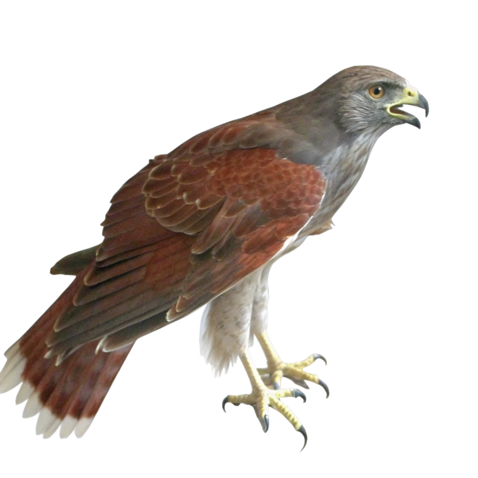 Magnificent Redshouldered Hawk with Striking Brown and White Feathers png