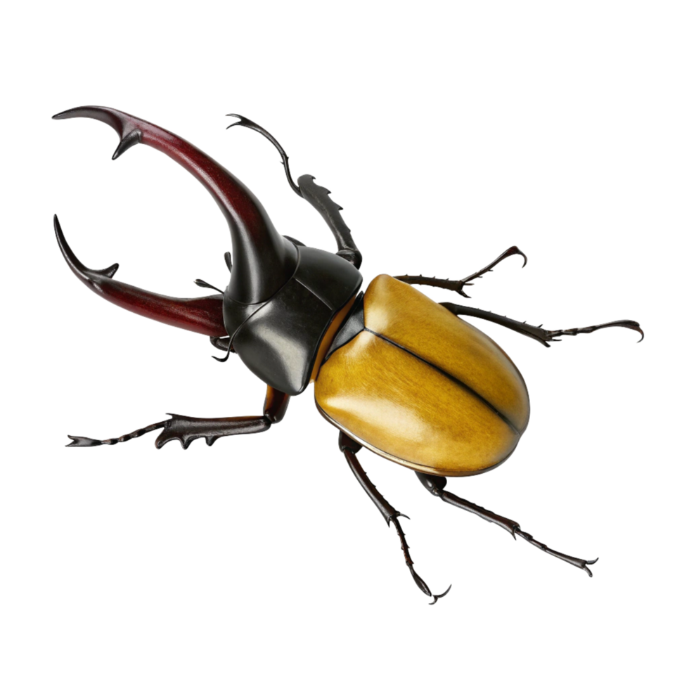 Detailed Closeup of a Striking Yellow and Black Rhinoceros Beetle png
