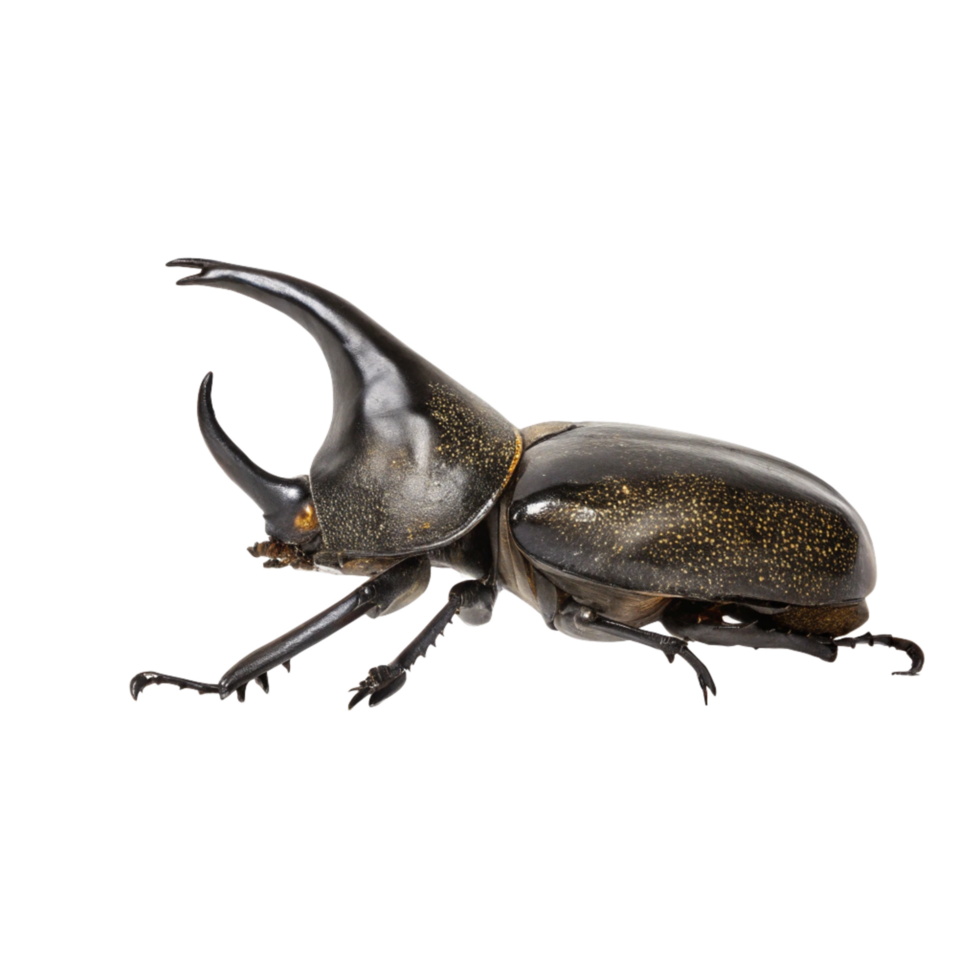Closeup of a large black beetle with a prominent horn, detailed insect photography png