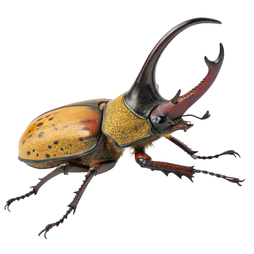 A Detailed Closeup of a Striking Yellow and Brown Rhinoceros Beetle Specimen png