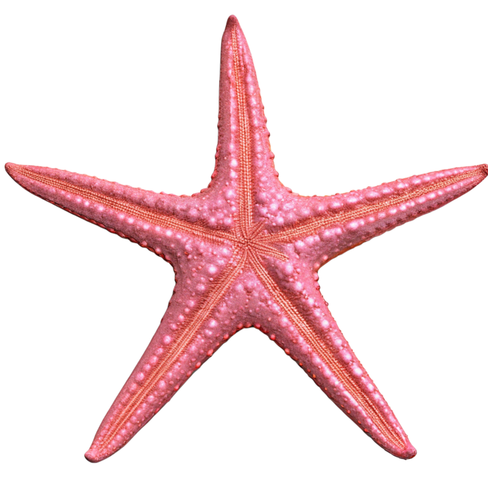 Closeup of a Pink Starfish on Black Background Detailed View of Marine Invertebrate png
