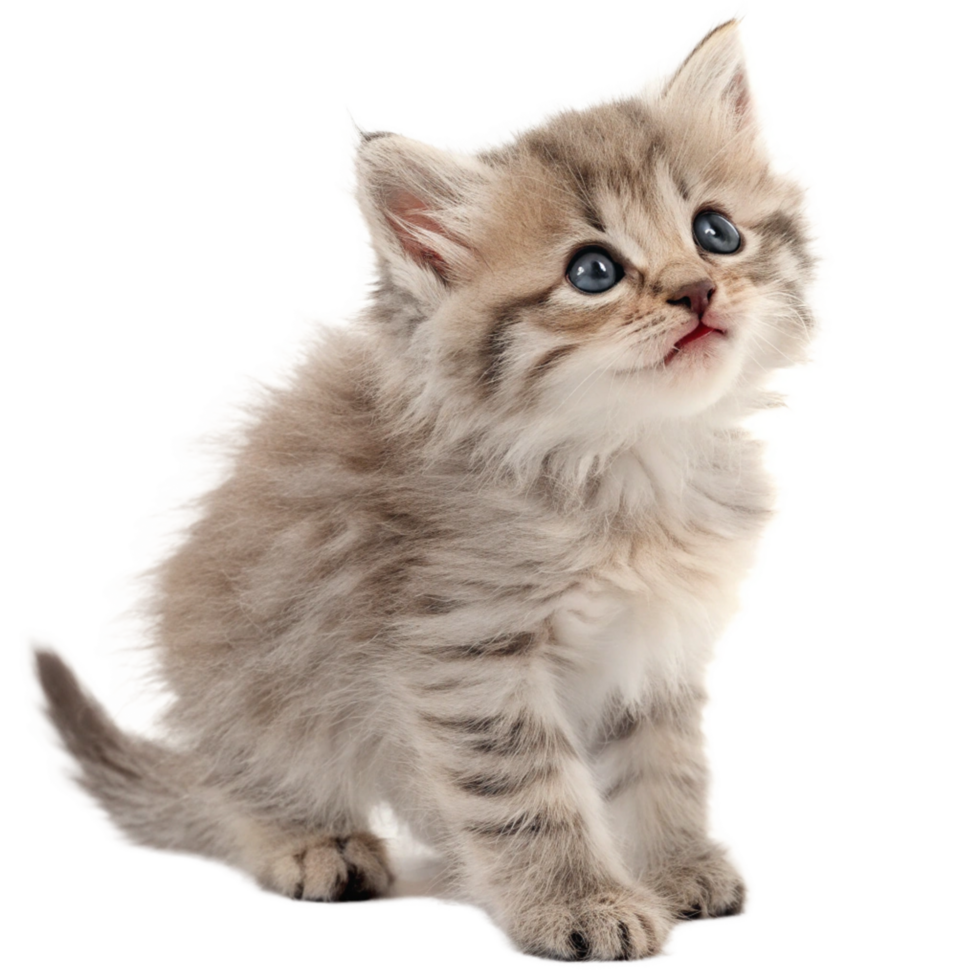 Adorable Fluffy Kitten with Striking Blue Eyes Looking Upwards png