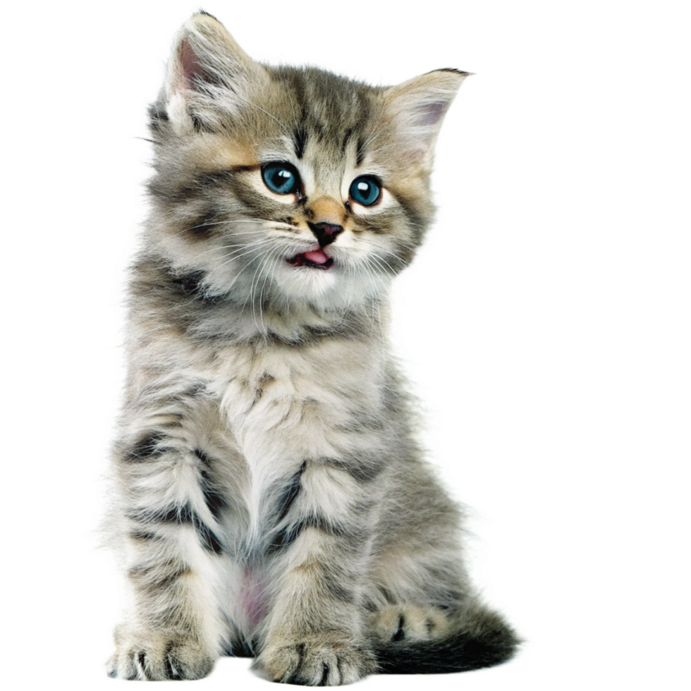 Adorable Fluffy Kitten with Striking Blue Eyes Sitting on Black Background png