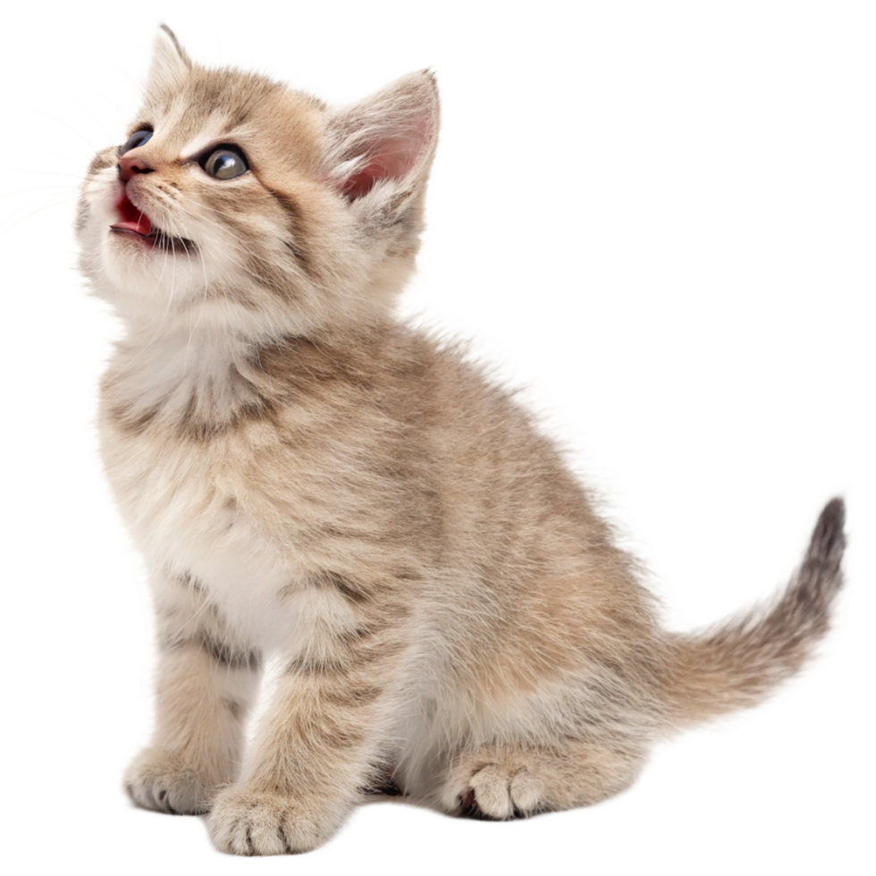 Adorable Fluffy Kitten Looking Upwards with Open Mouth and Soft Fur png