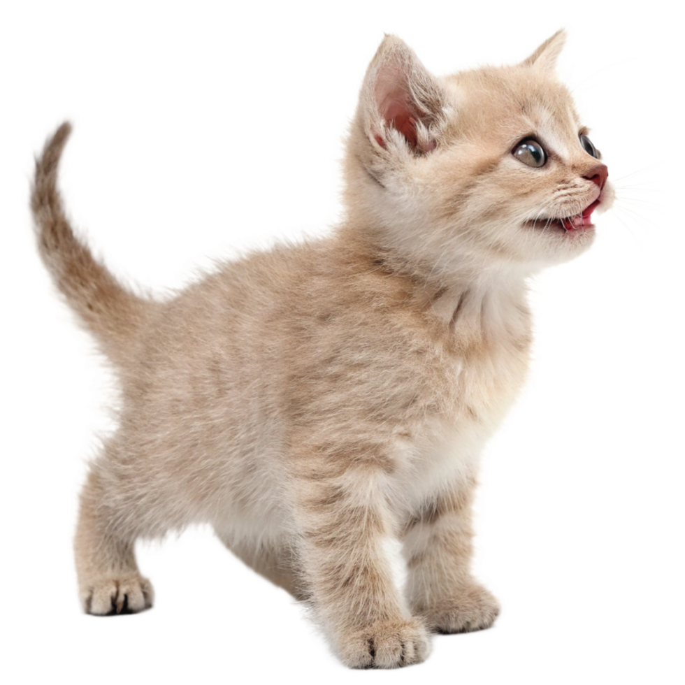 Adorable Fluffy Cream Kitten Standing on Black Background A Cute Baby Cat png