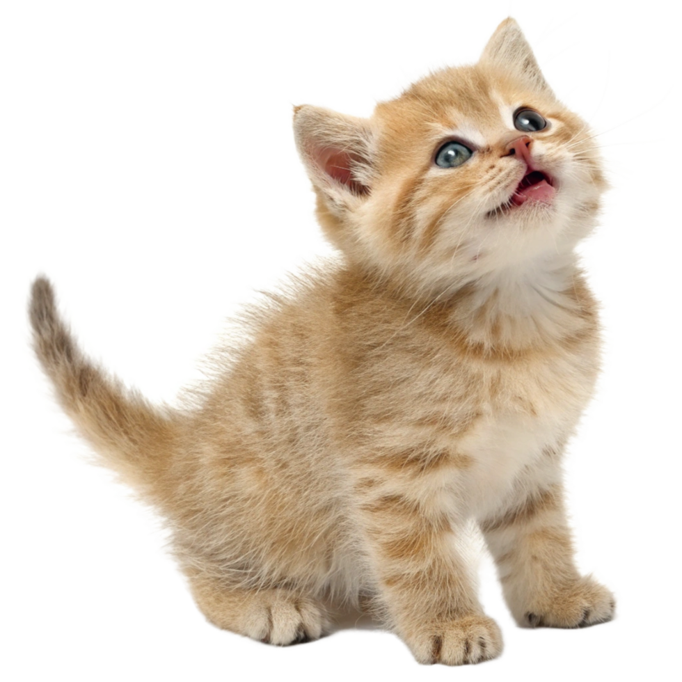 Adorable Fluffy Kitten Looking Upwards with Big Eyes and Open Mouth png