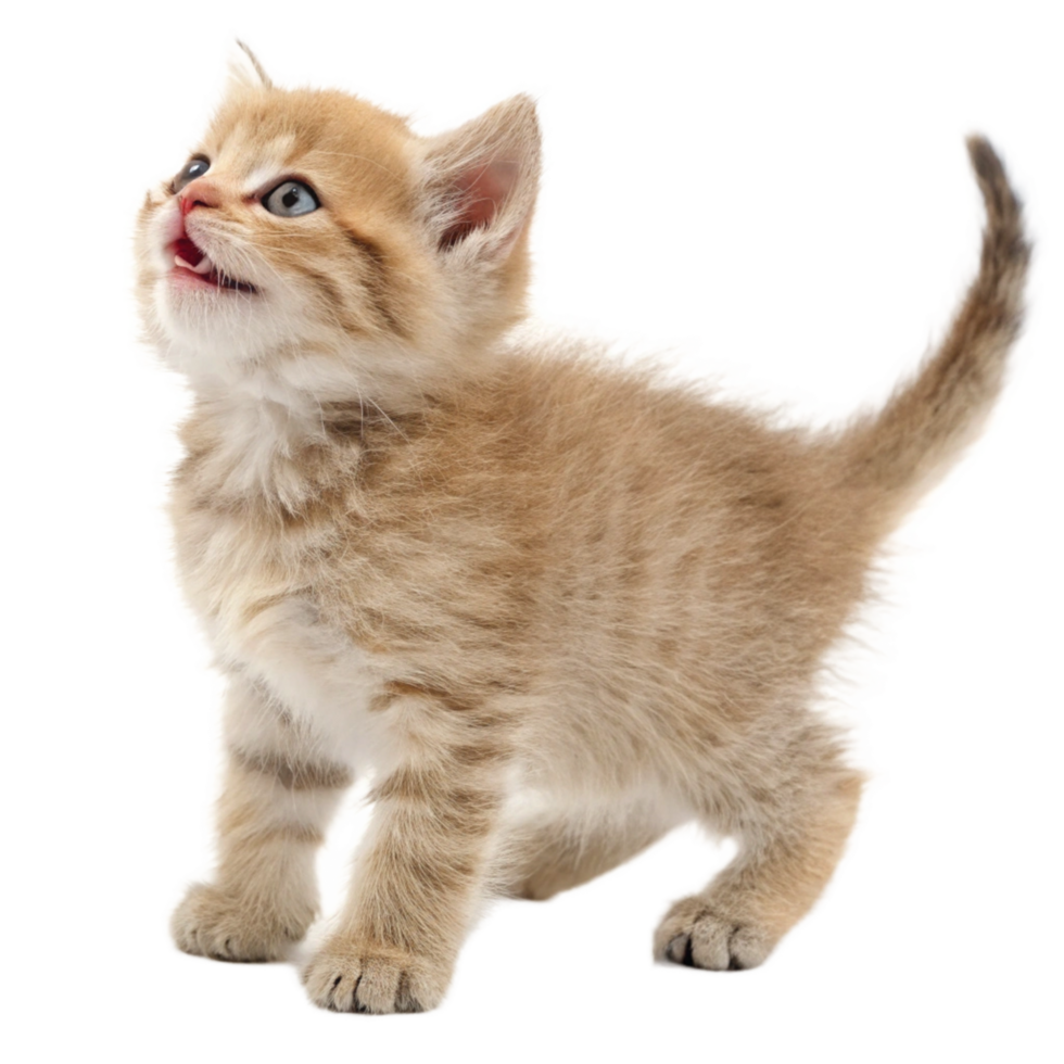 Adorable Fluffy Cream Kitten Looking Upwards with Open Mouth png