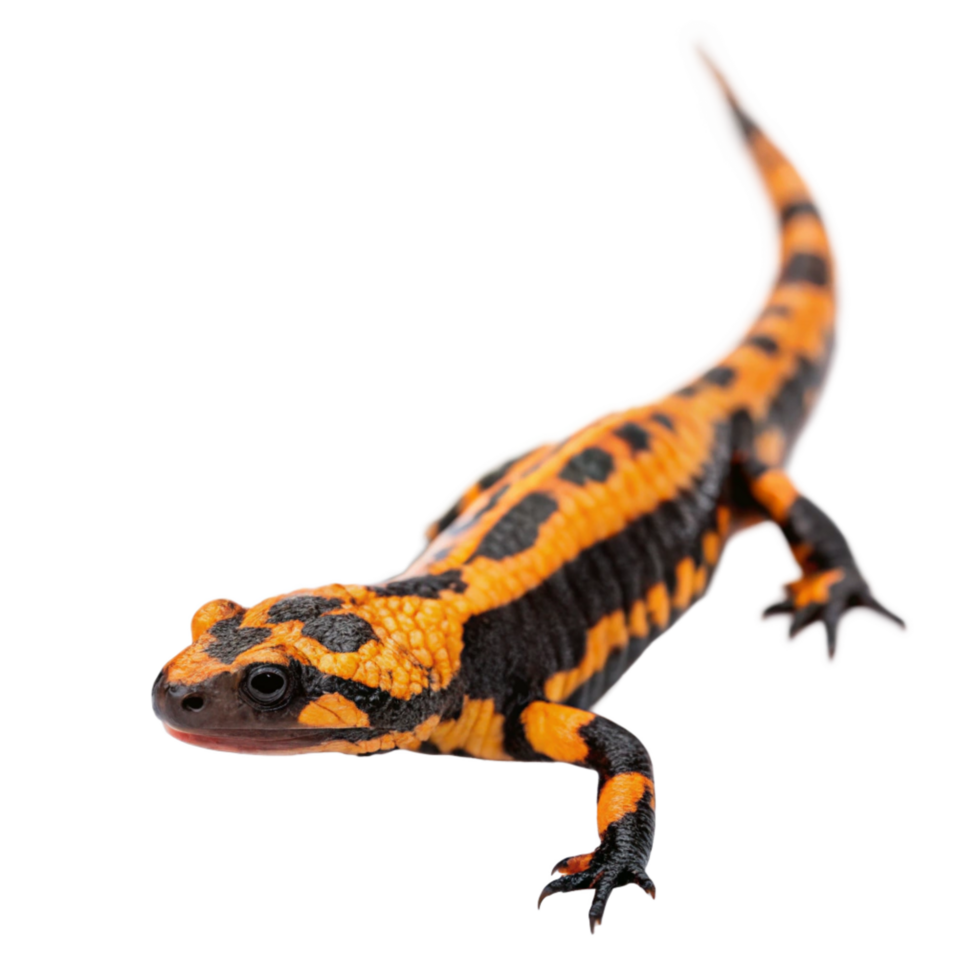 Closeup of a vibrant fire salamander on black background, showcasing its striking orange and black markings, detailed textures, and powerful limbs png