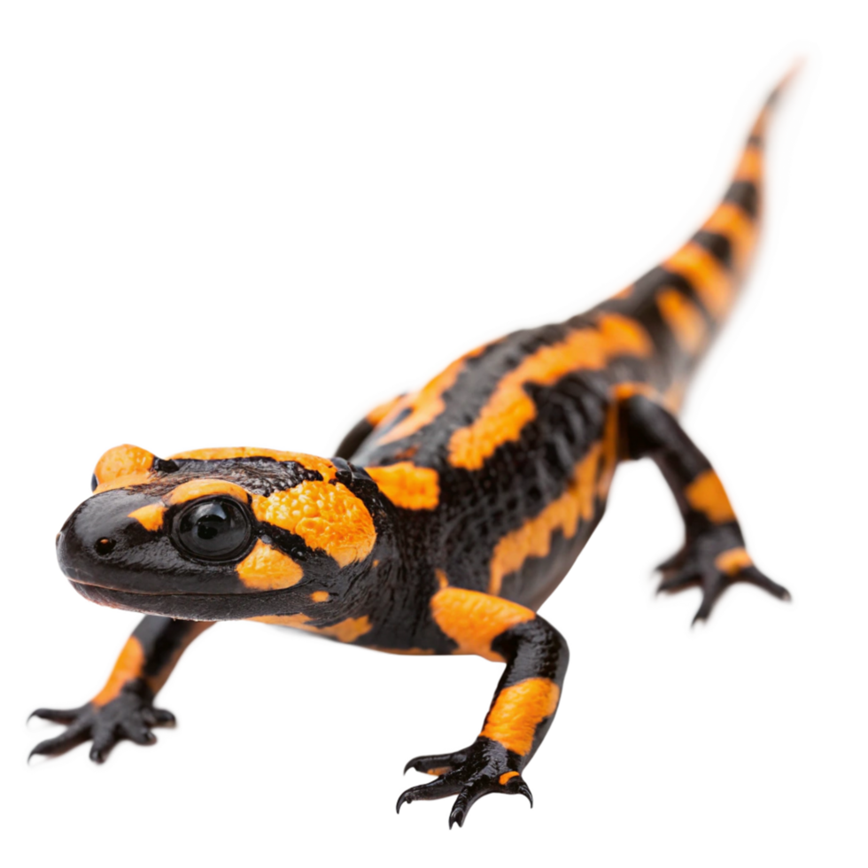 Closeup of a Fire Salamander with Black and Orange Markings on a Black Background png