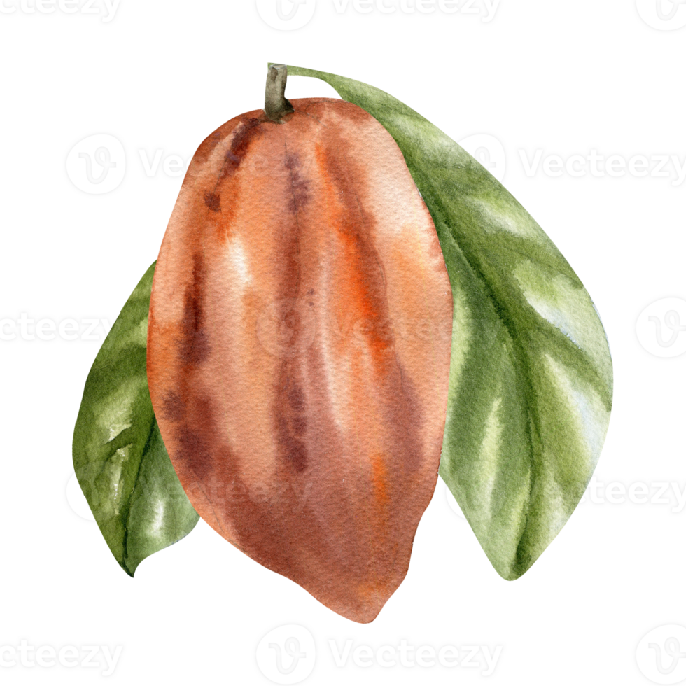 Fresh orange cocoa pod with green leaves watercolor illustration. Hand drawn cacao beans, chocolate and coffee ingredient botanical clipart for wallpaper, menu, label ,concept design png
