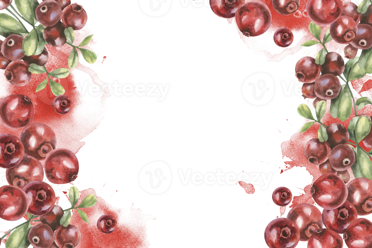 Northern red berries banner with watercolor cranberries branches and leaves on red splash. Hand drawn frame with copy space,organic healthy food clipart for poster, label, logo design png