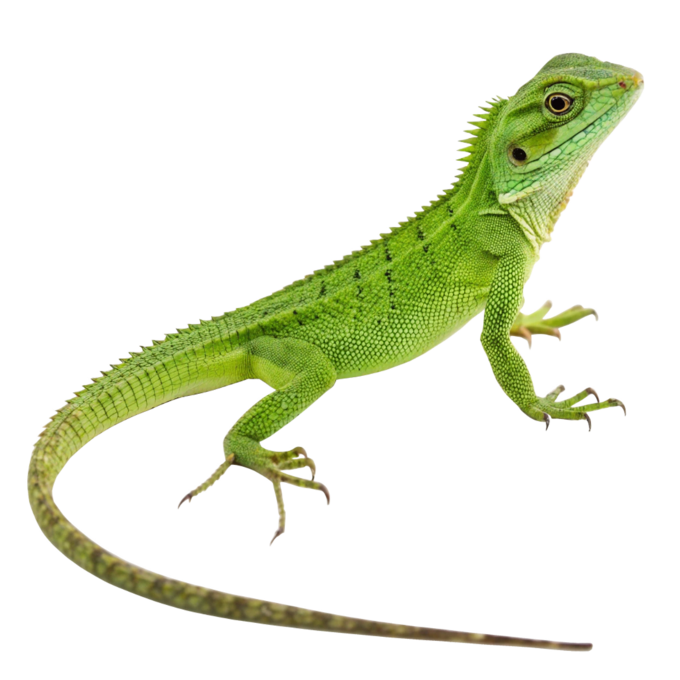 A vibrant green lizard with a long tail posed against a black background png