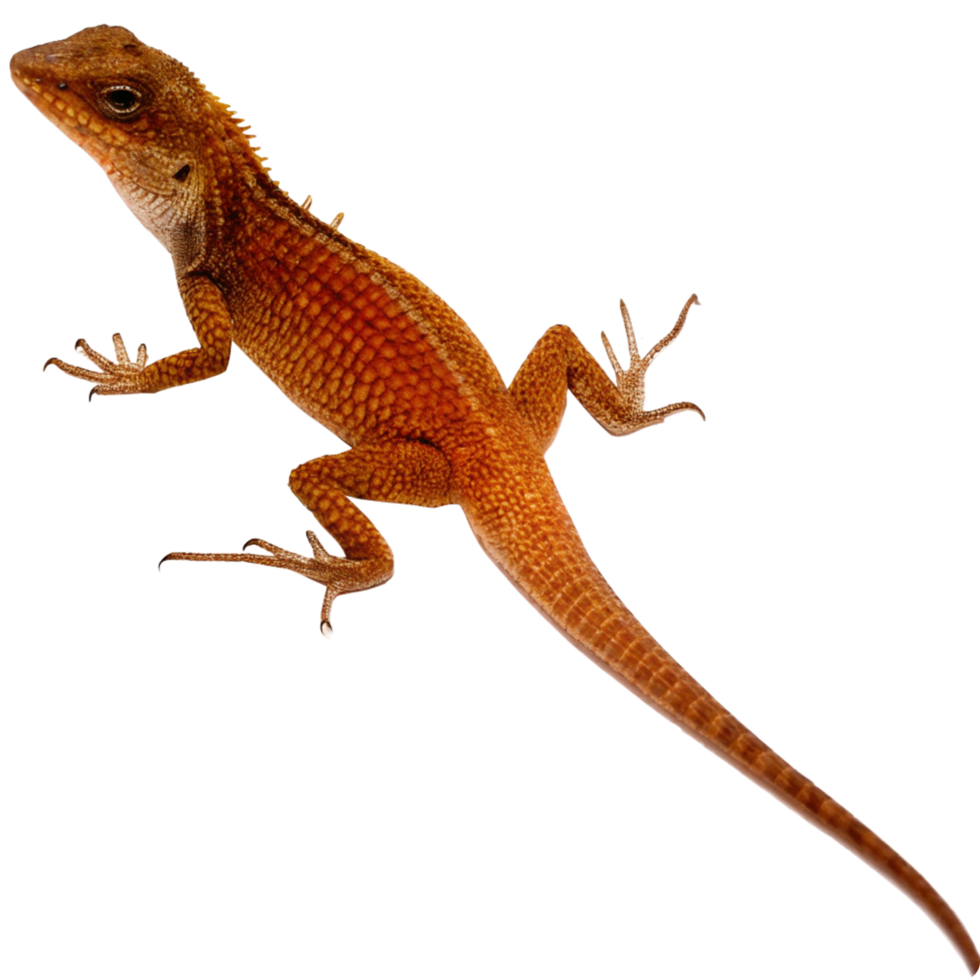 A Detailed View of an Orange Brown Lizard on a Black Background png