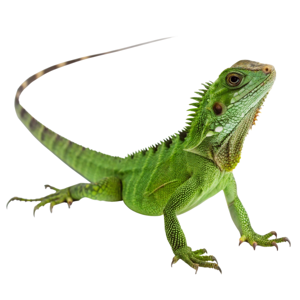 A vibrant green lizard with a long tail poised on a black background png