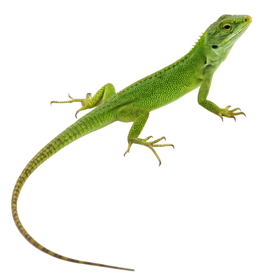 Closeup of a vibrant green lizard on a black background, showcasing its detailed scales and long tail png