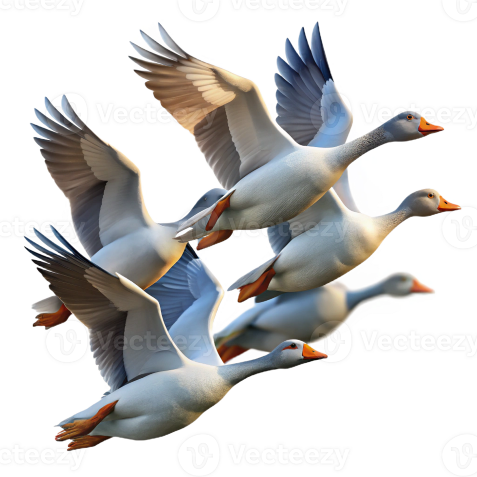 stunning creative A Flock of Migrating Geese Flying in a V professional png