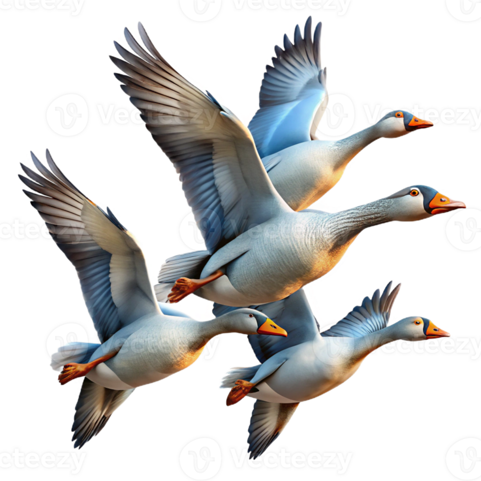 stunning minimalist A Flock of Migrating Geese Flying in a V premium png