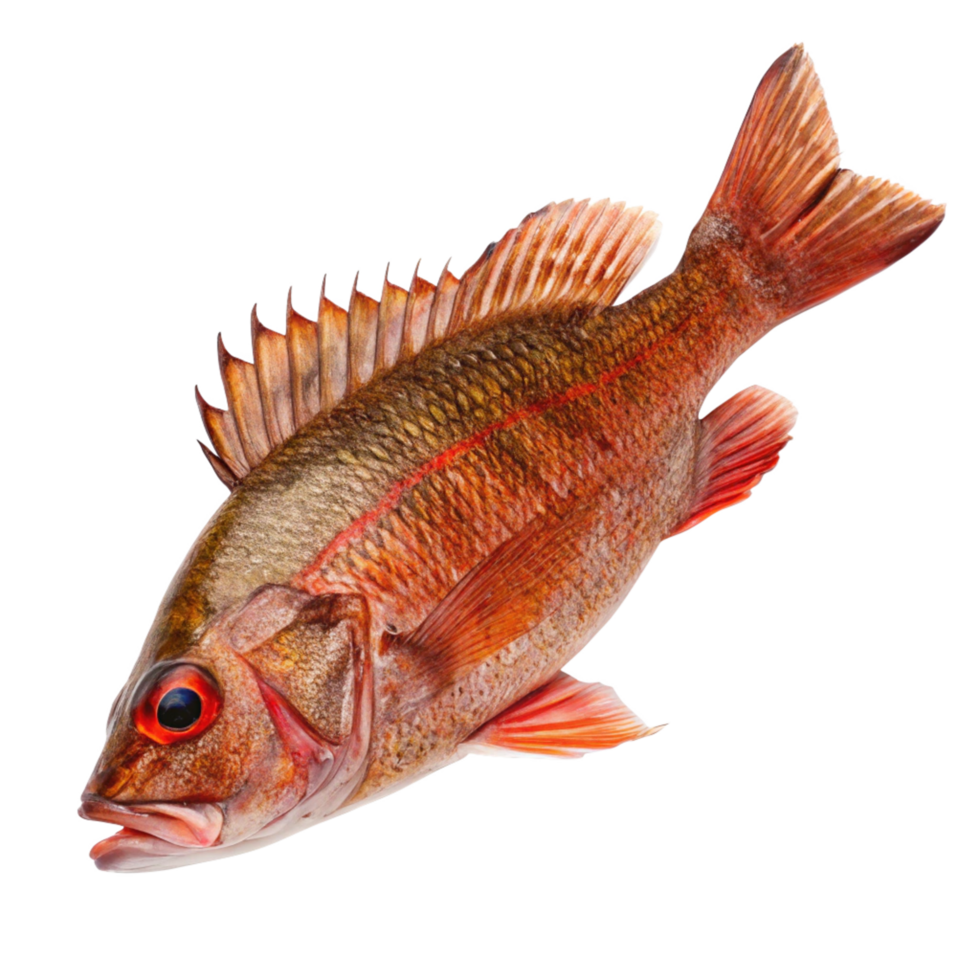 Closeup of a vibrant red snapper fish with detailed scales and fins against a black background png