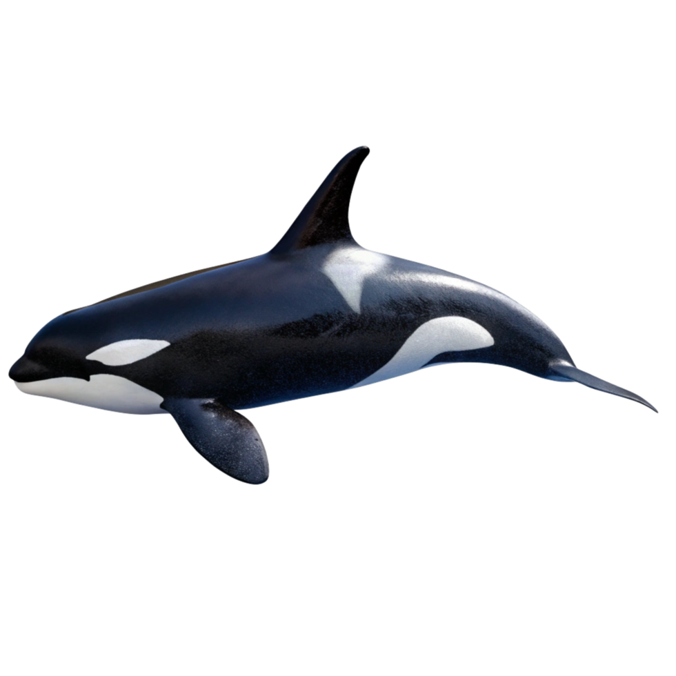 Stunning Image of a Killer Whale Orca Swimming in the Ocean png