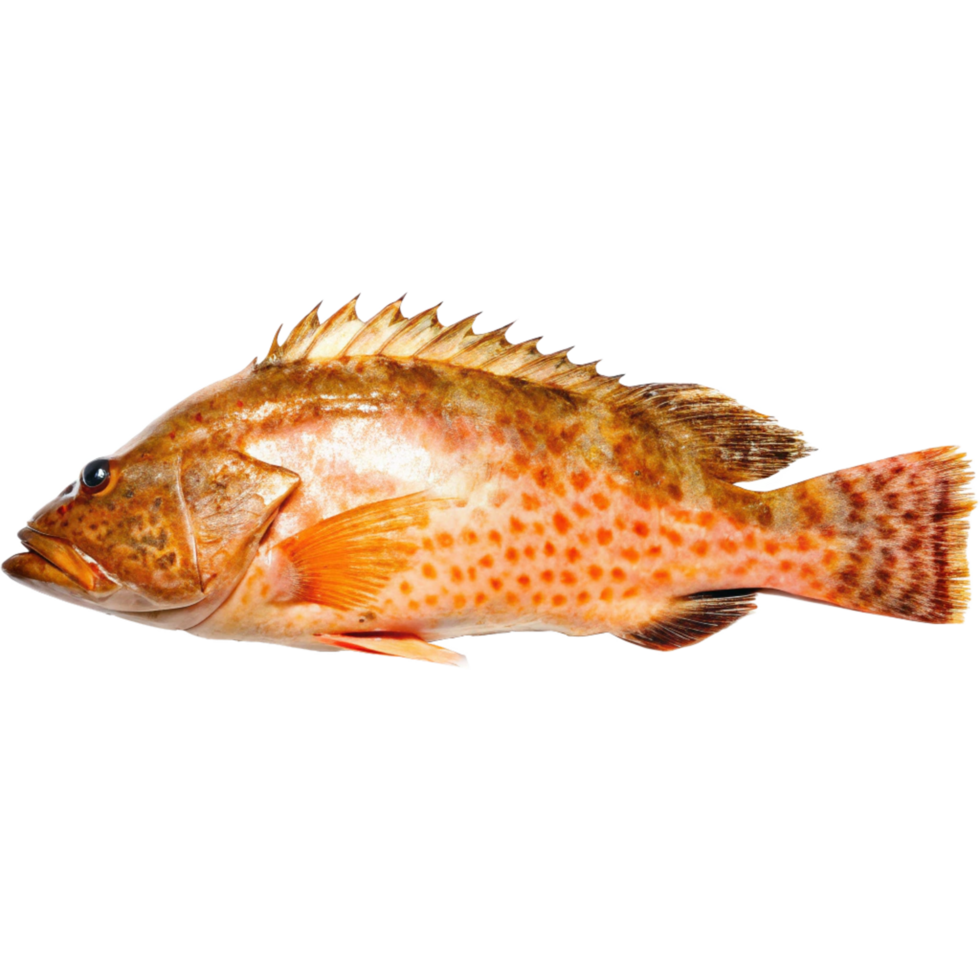 A Stunning Closeup of a Coral Grouper Fish on Black Background png